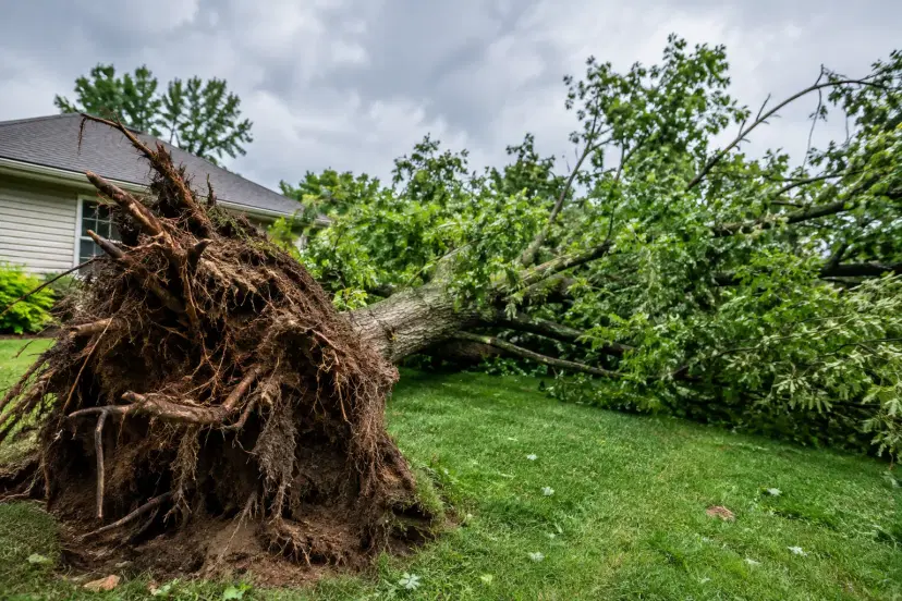 How to Manage Windthrown Trees After a Storm